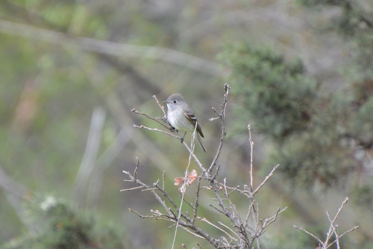 Empidonax sp. - ML152332791