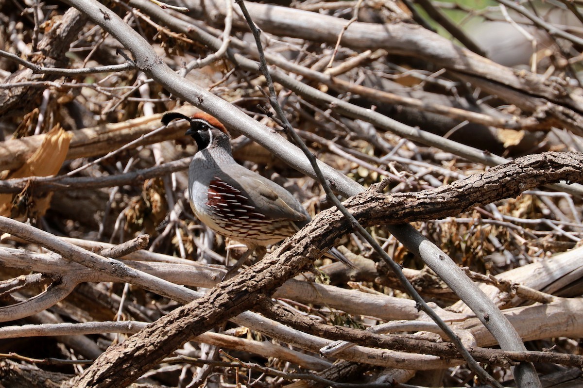 Gambel's Quail - Susan Szeszol