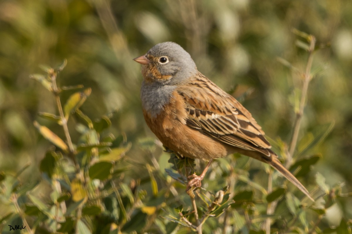 Cretzschmar's Bunting - ML152334091