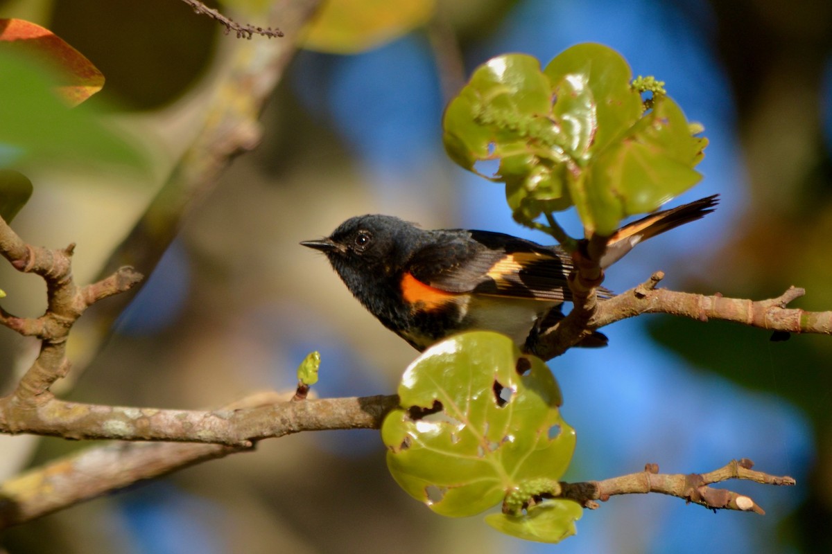 American Redstart - Will Johnson