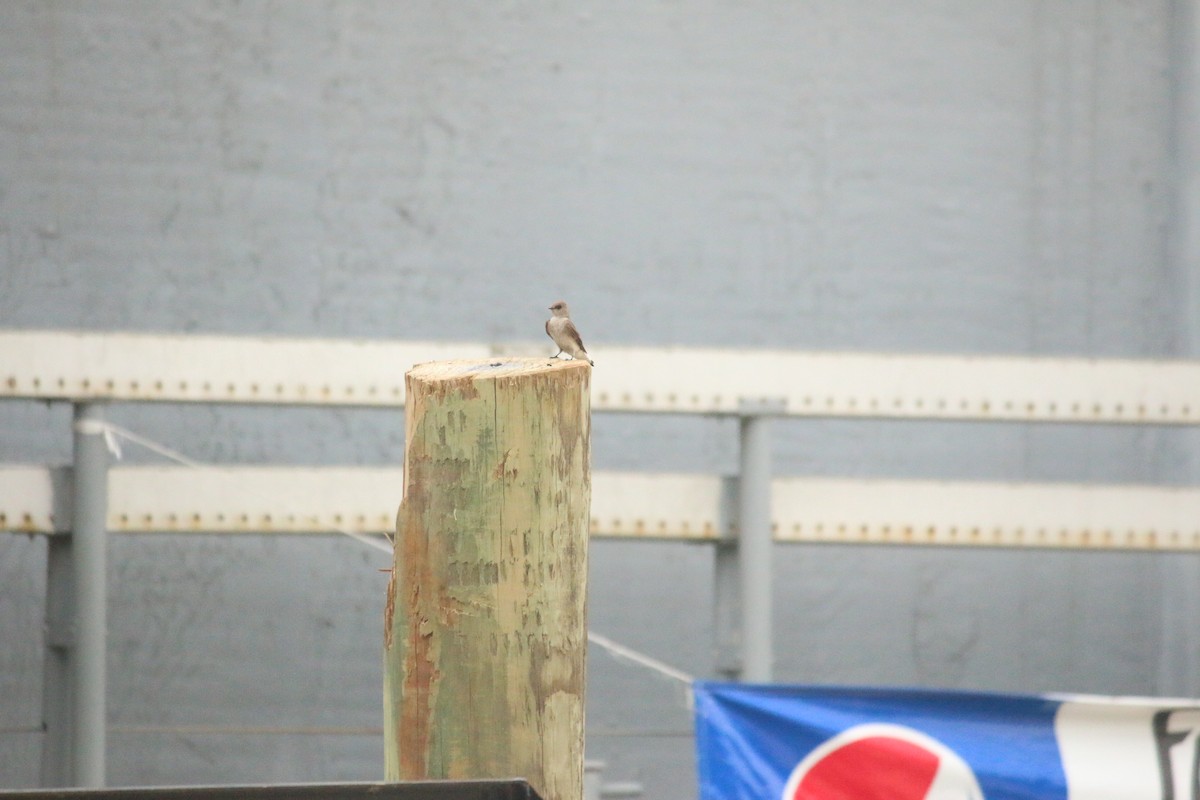 Northern Rough-winged Swallow - Janelle Chojnacki