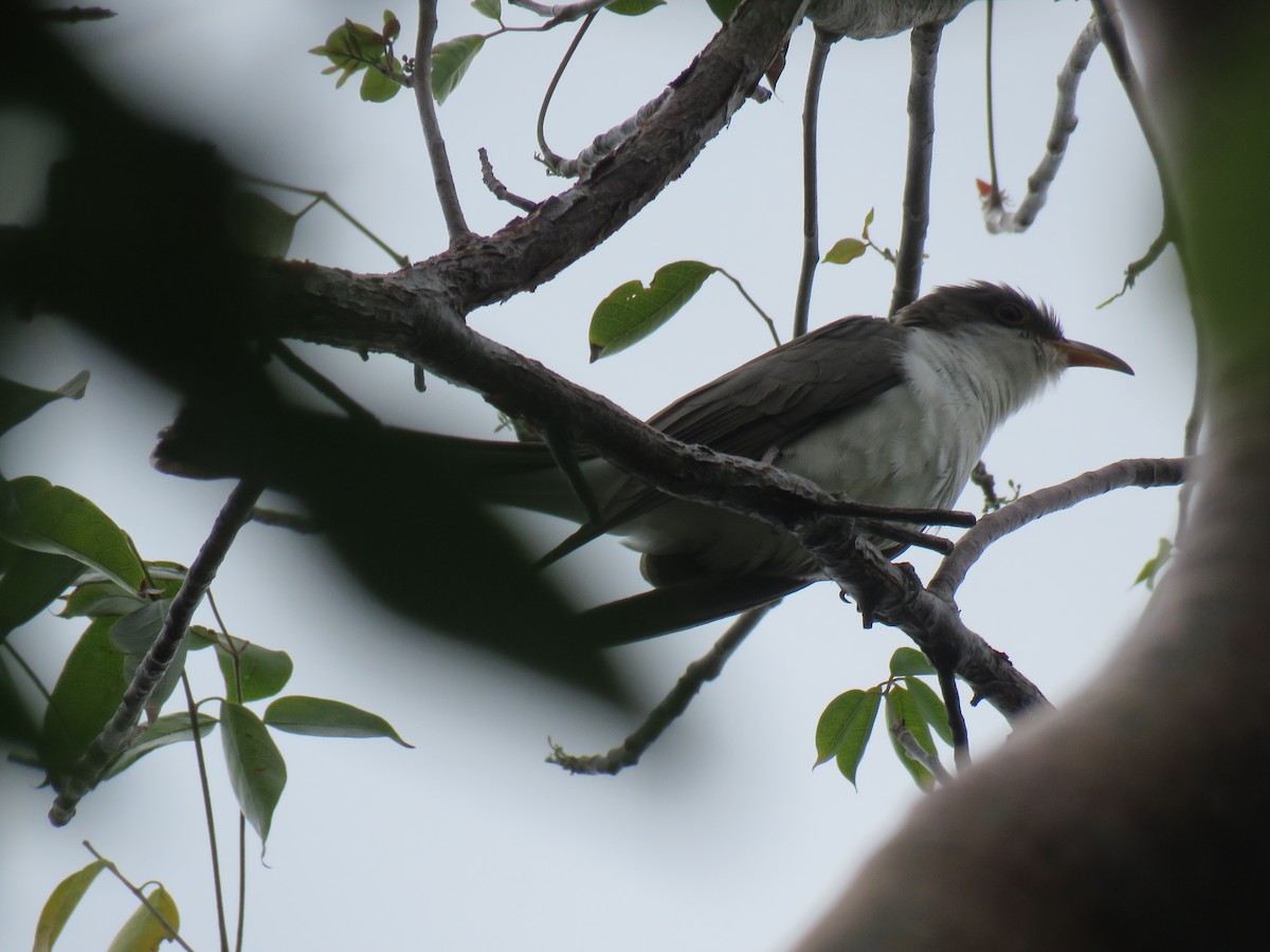 Yellow-billed Cuckoo - ML152336021