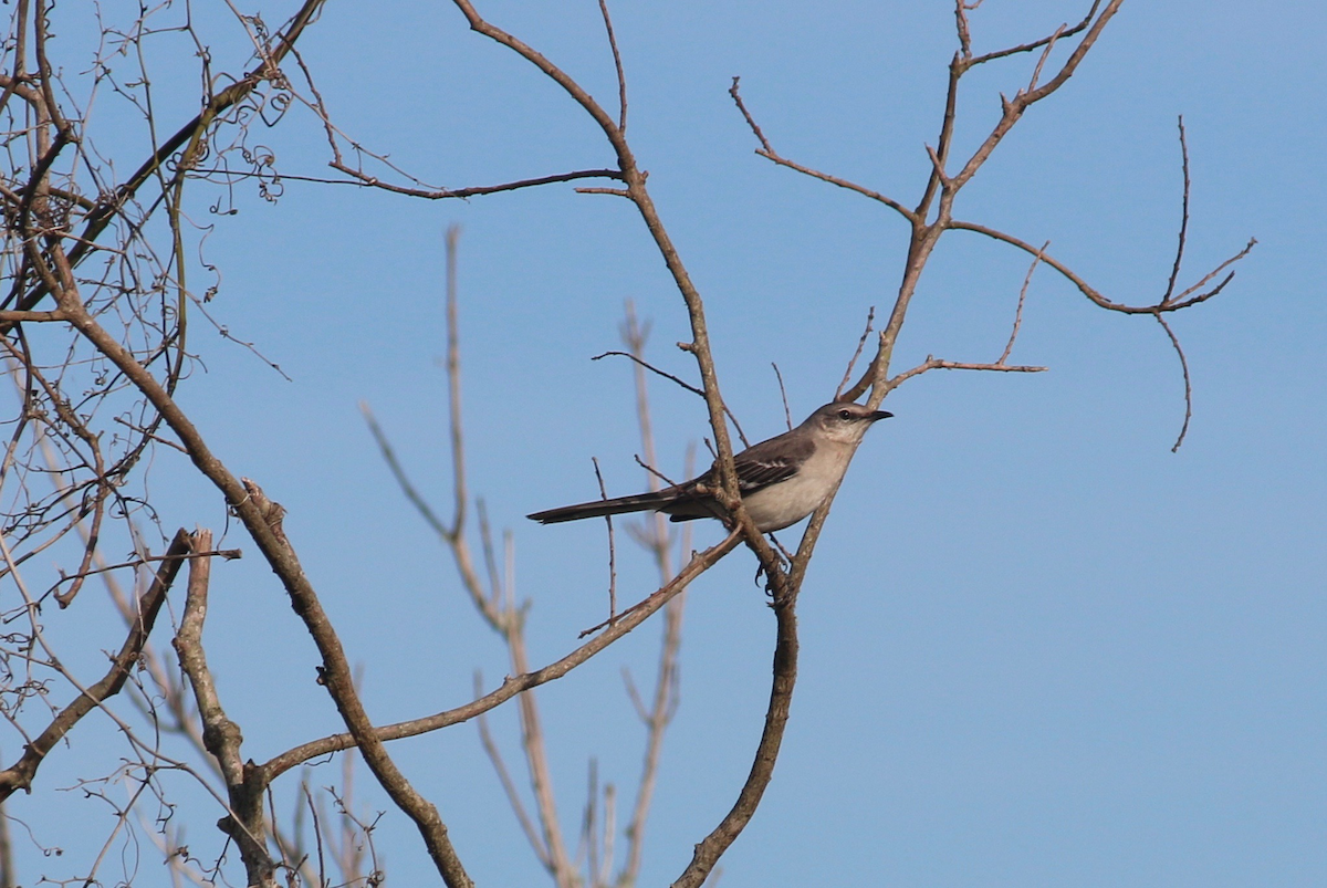 Northern Mockingbird - Janelle Chojnacki