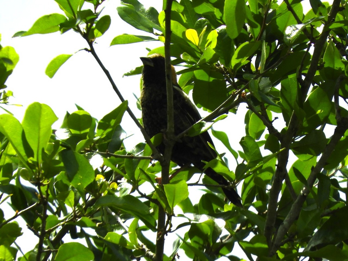 Bobolink - Takayuki Uchida