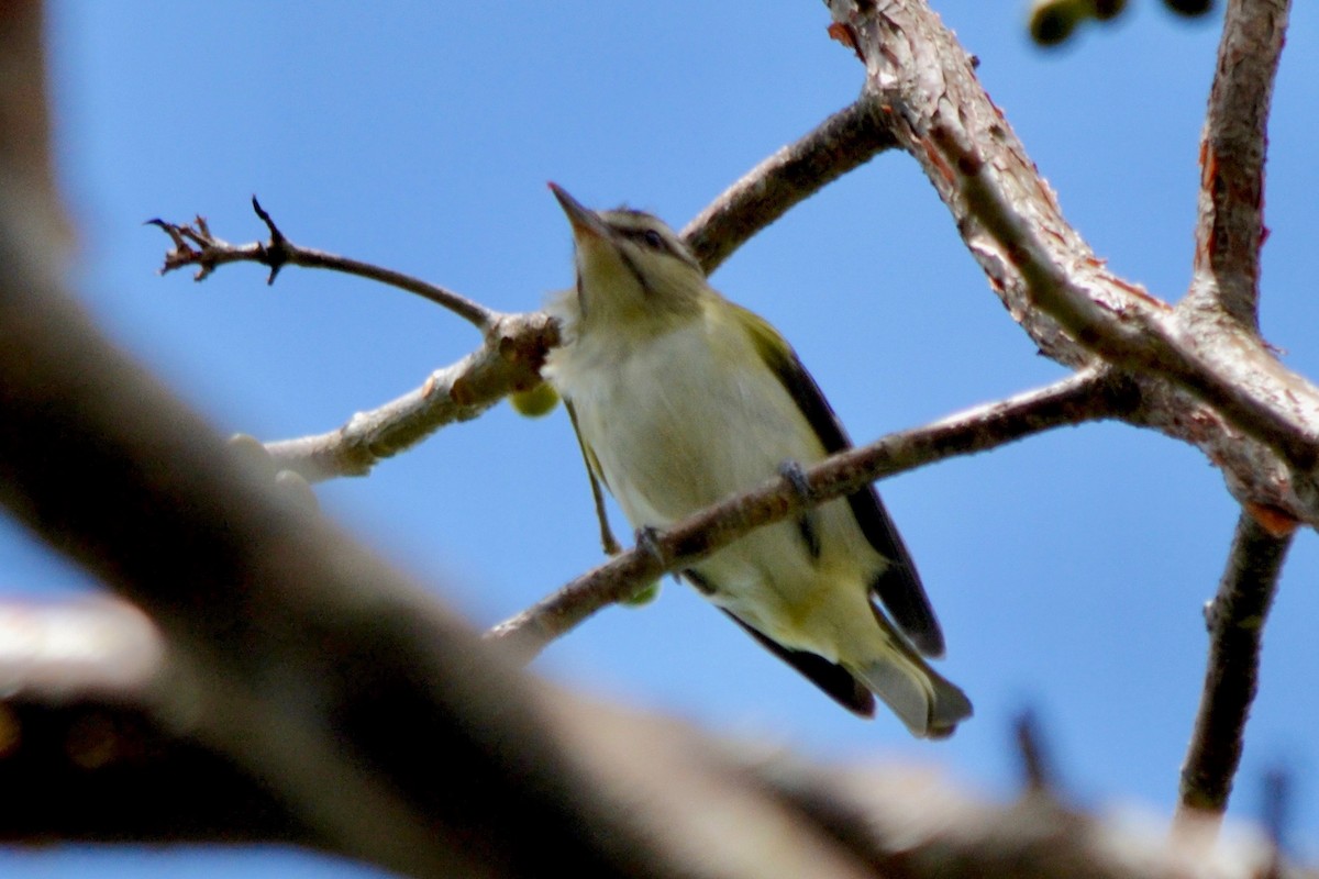 Black-whiskered Vireo - Will Johnson