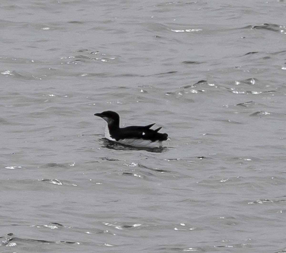 Thick-billed Murre - Richard Donaldson