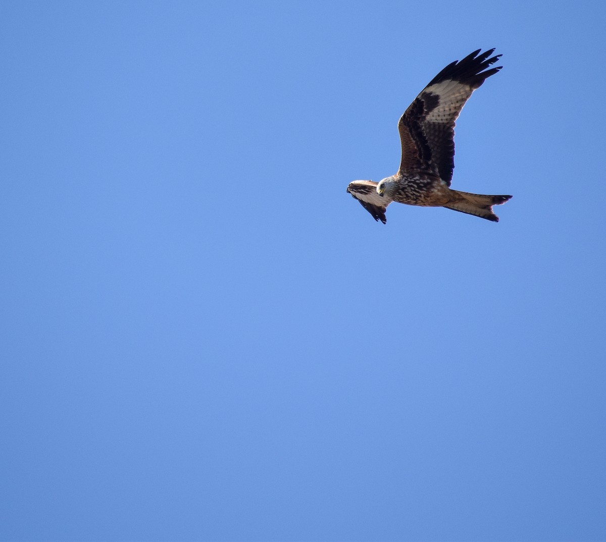 Red Kite - ML152338361