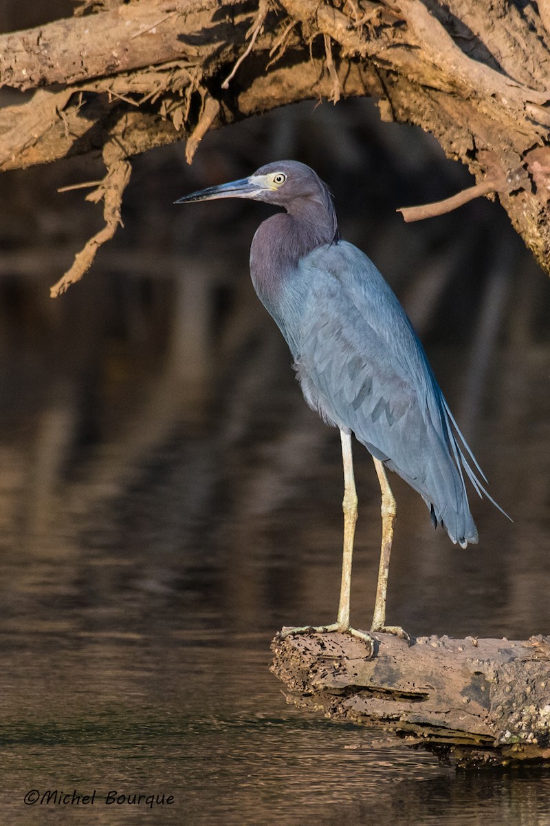 Little Blue Heron - ML152340081