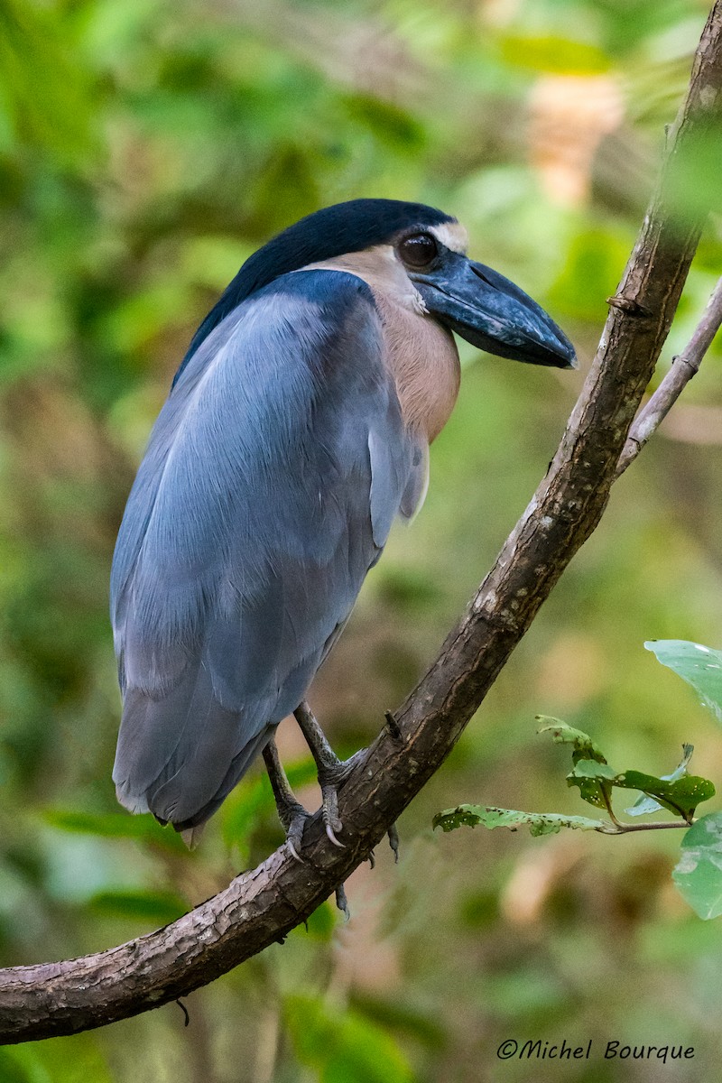 Boat-billed Heron - Michel Bourque