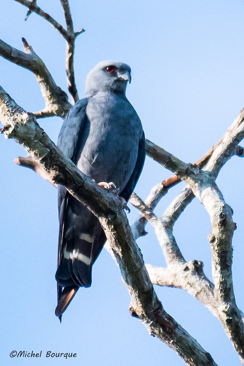 Plumbeous Kite - ML152340261