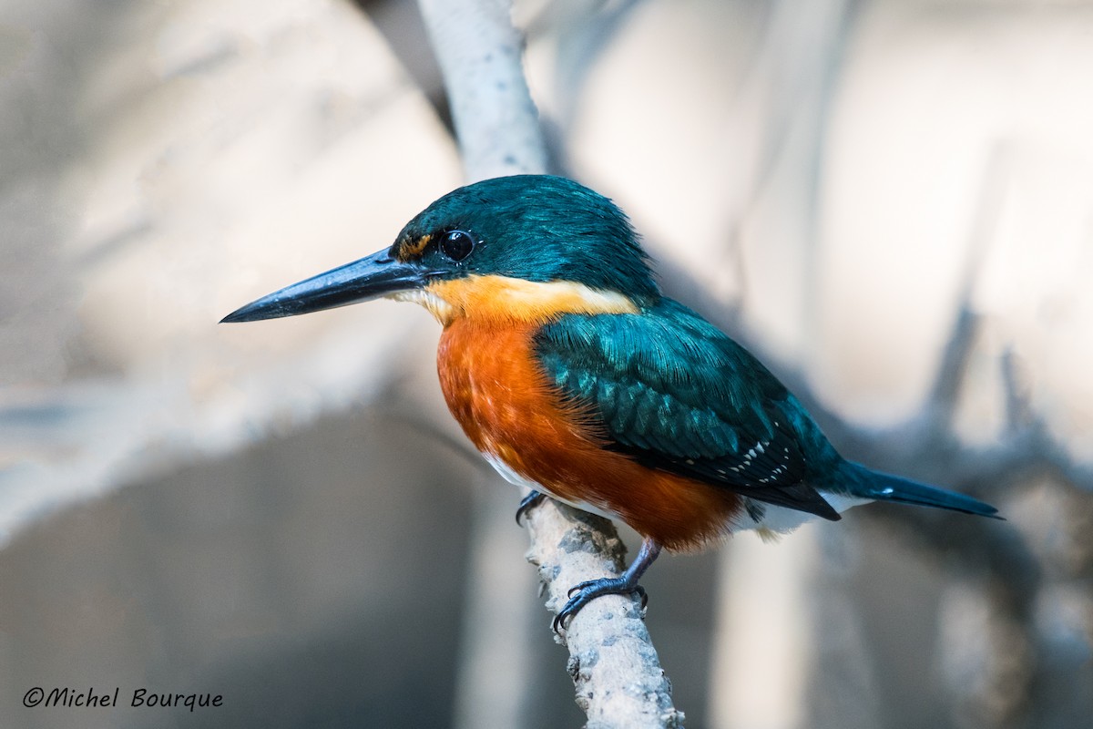 American Pygmy Kingfisher - ML152340371