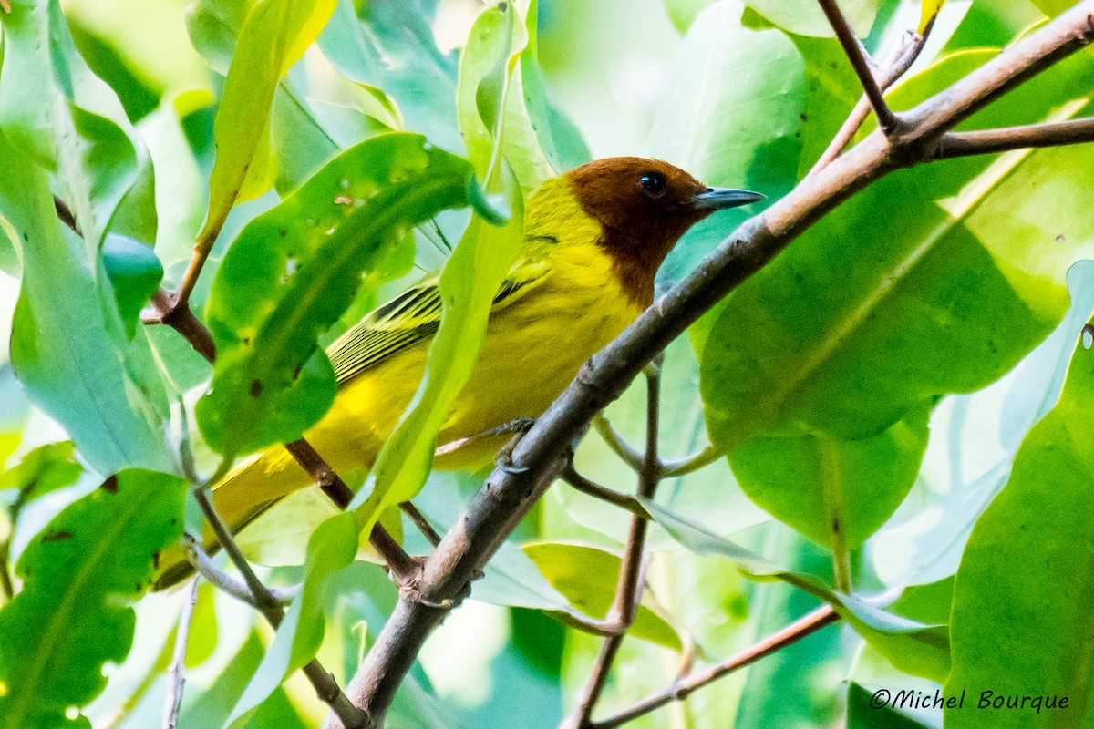 Yellow Warbler - ML152340911