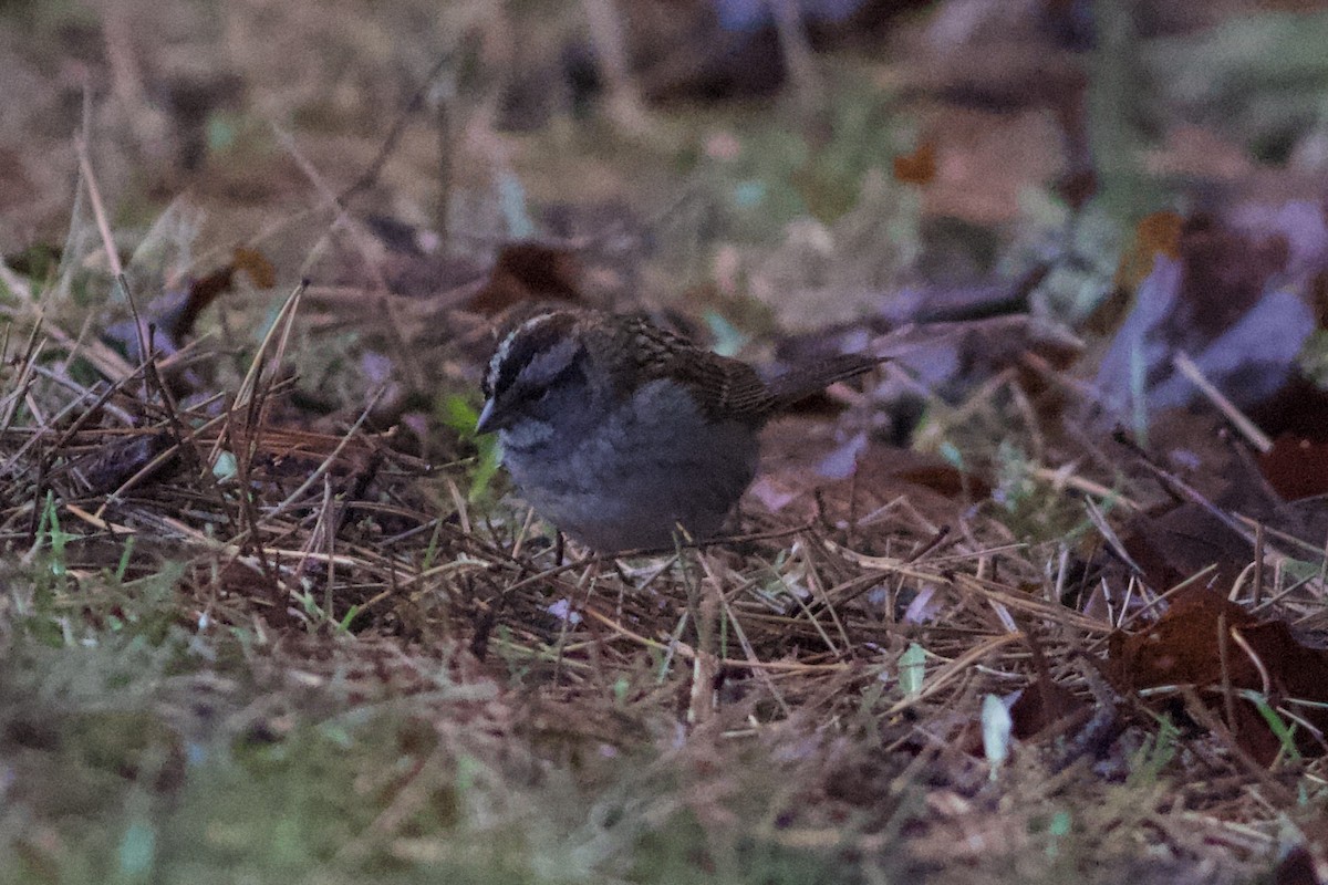 White-throated Sparrow - ML152342611