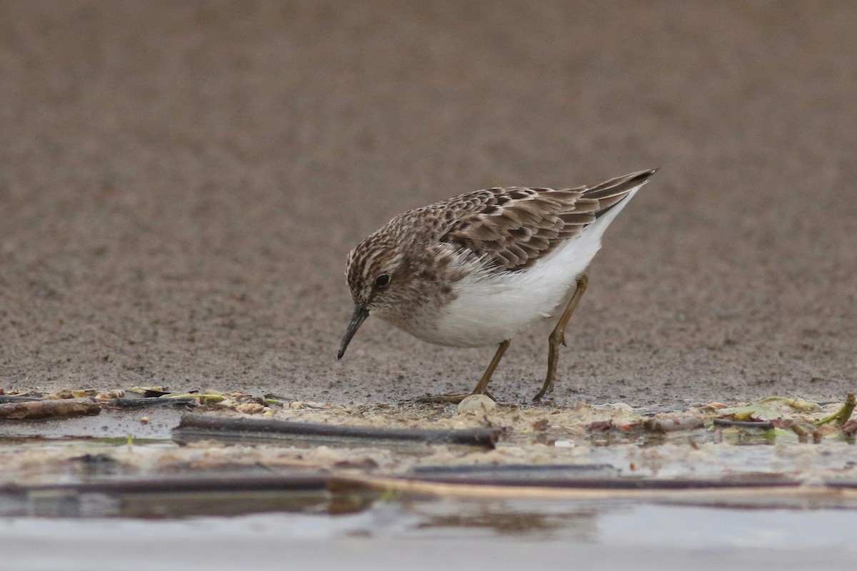 Least Sandpiper - ML152342681