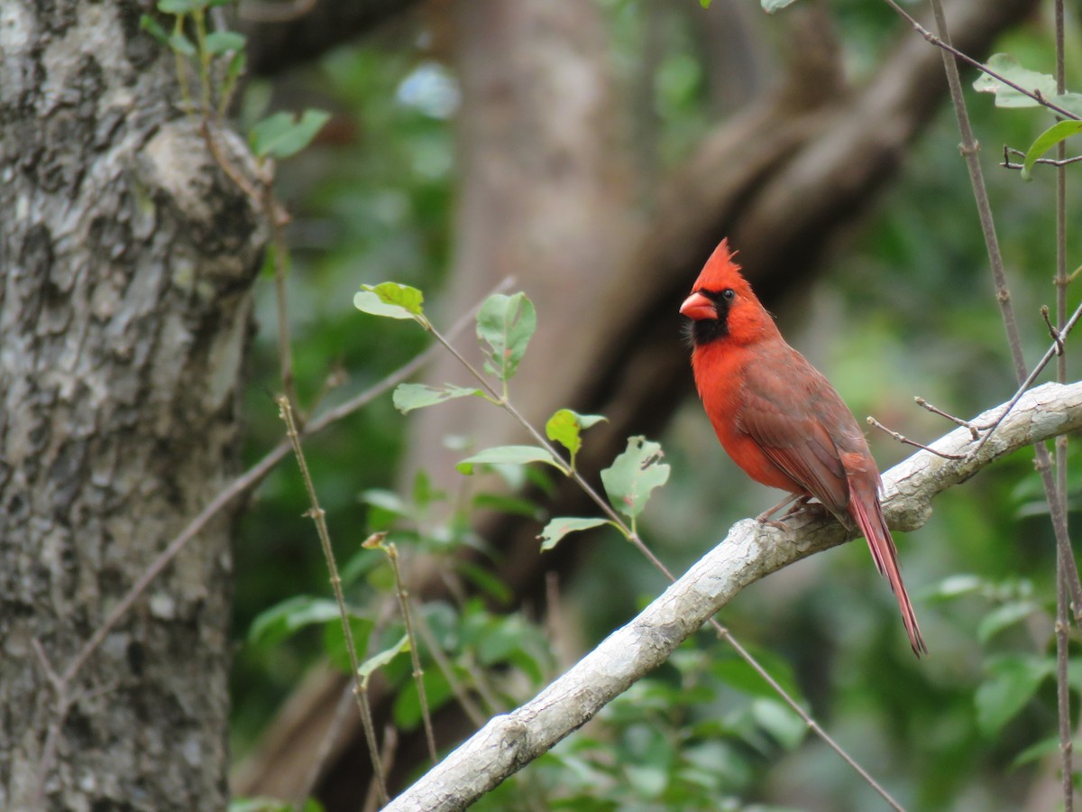 Cardinal rouge - ML152343011