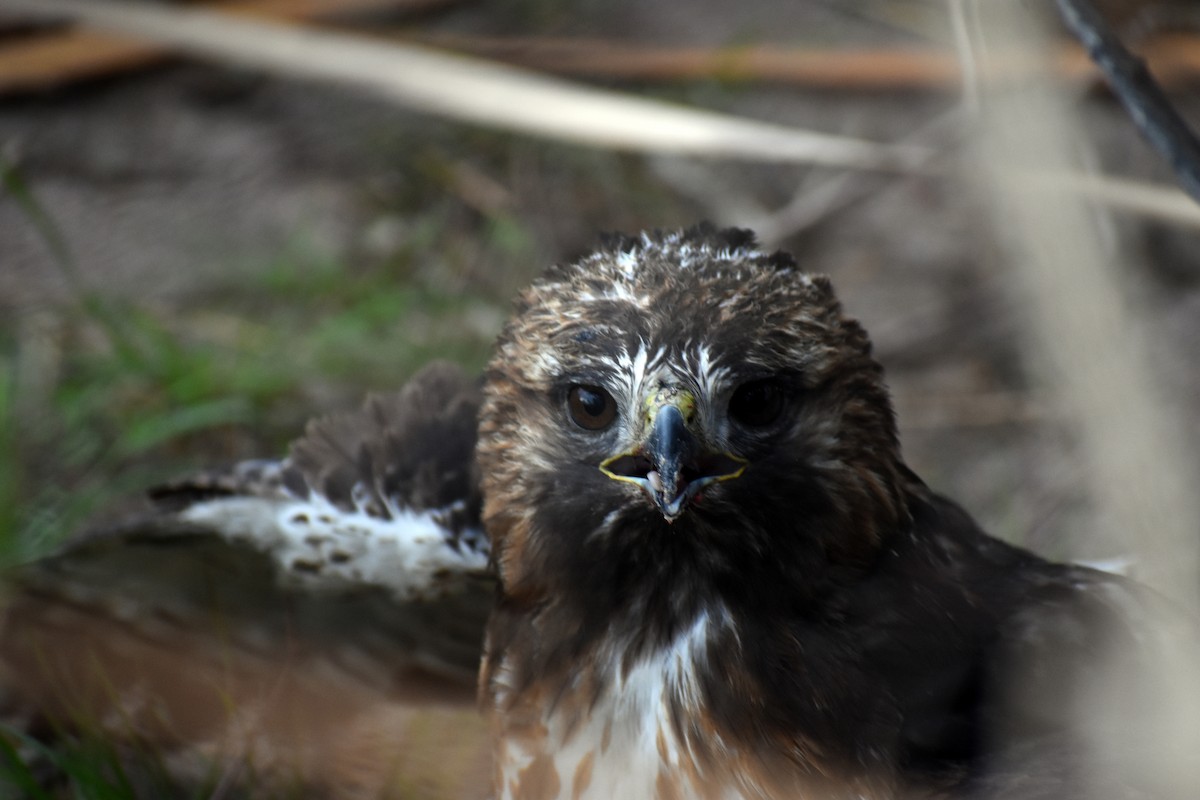 Red-tailed Hawk - Annabelle  Foos