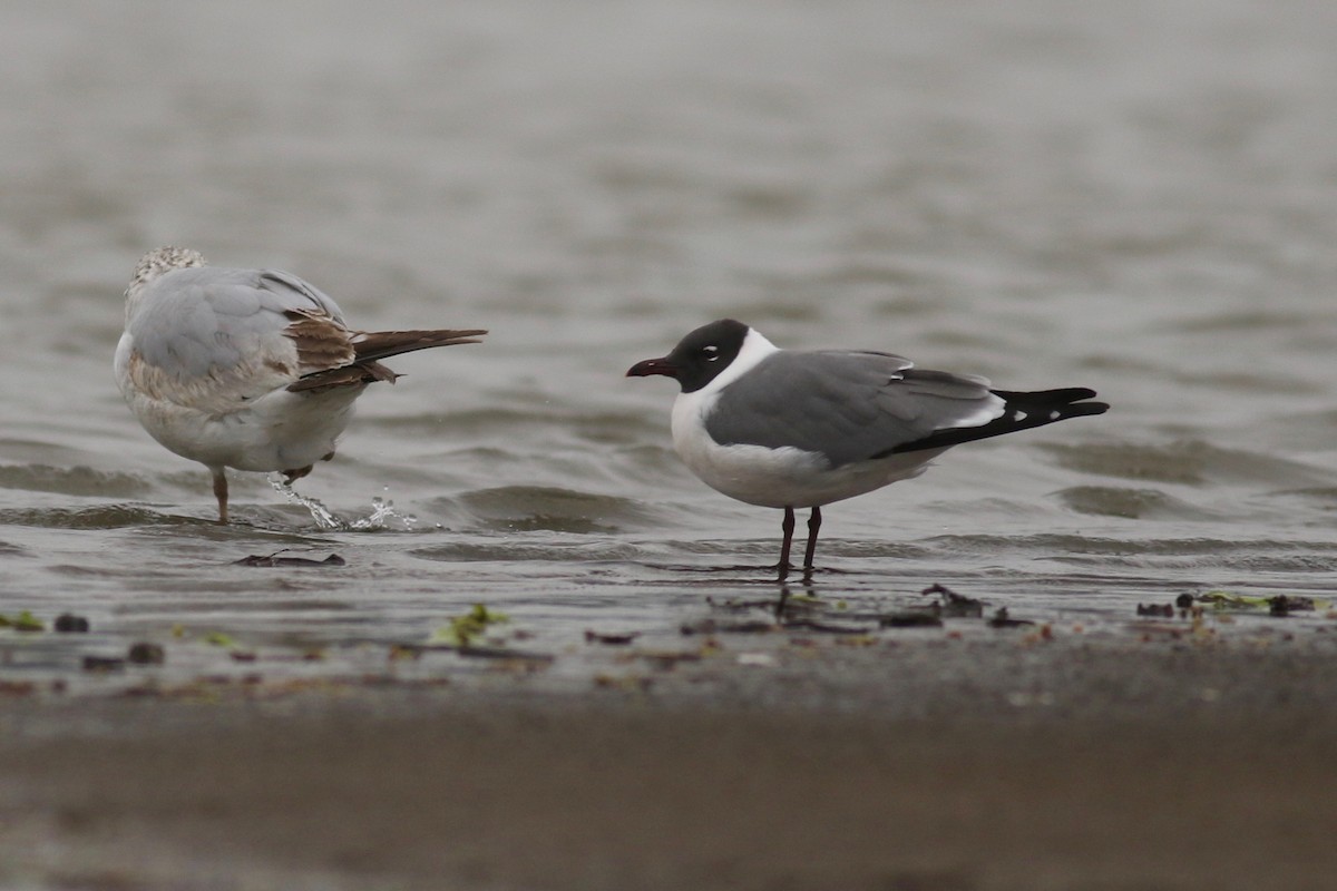 Mouette atricille - ML152343151