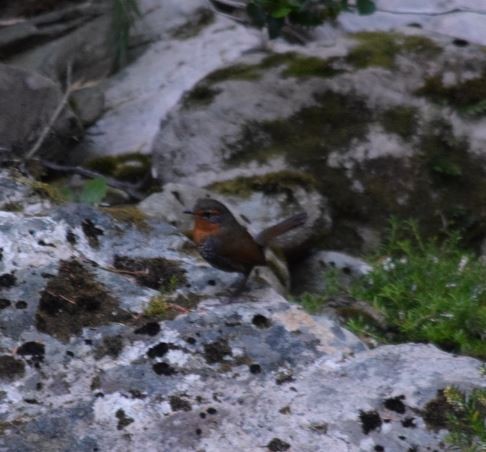 Chucao Tapaculo - ML152343321