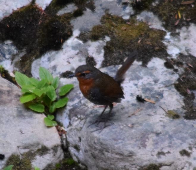 Chucao Tapaculo - ML152343331