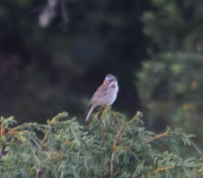 Rufous-collared Sparrow - ML152343581