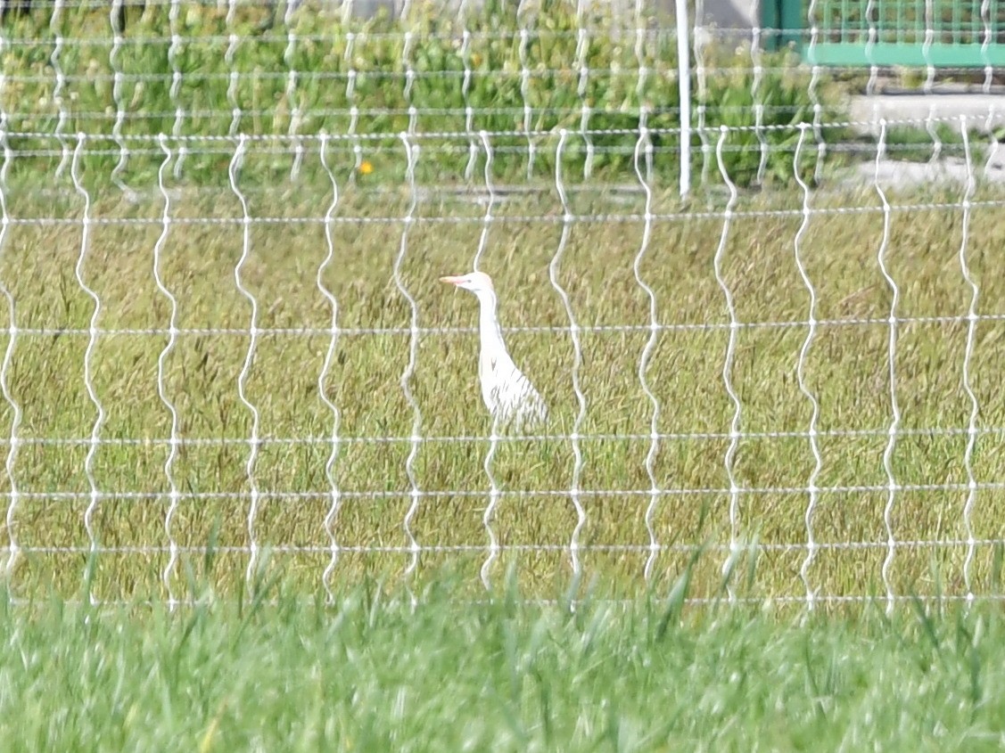 Western Cattle Egret - ML152343921