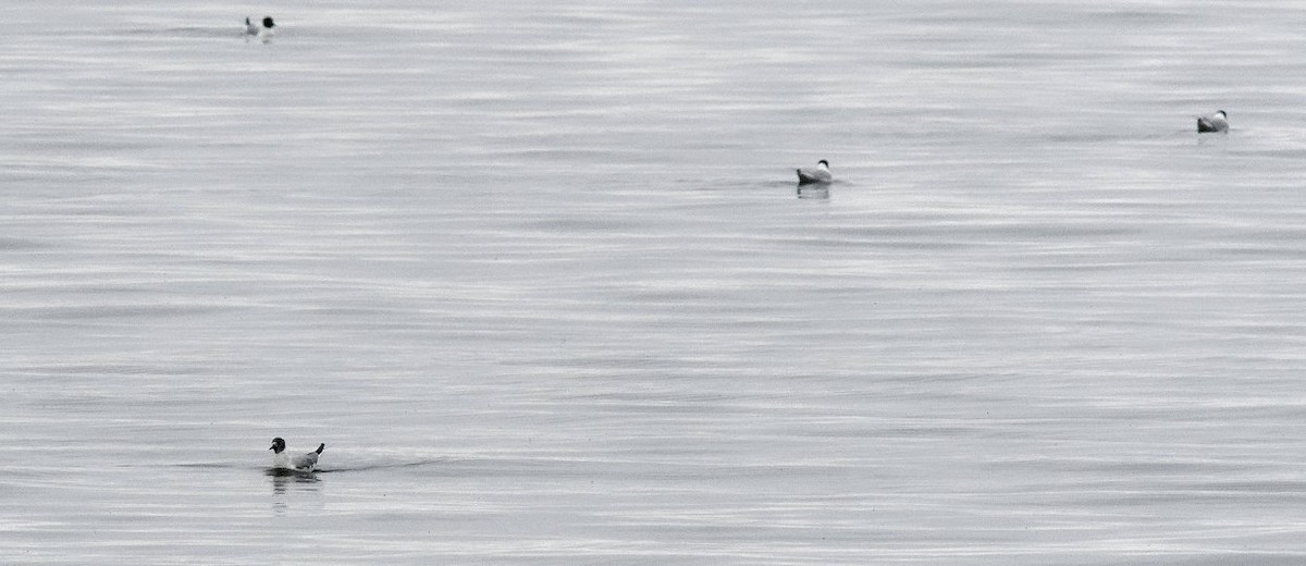 Bonaparte's Gull - ML152343931