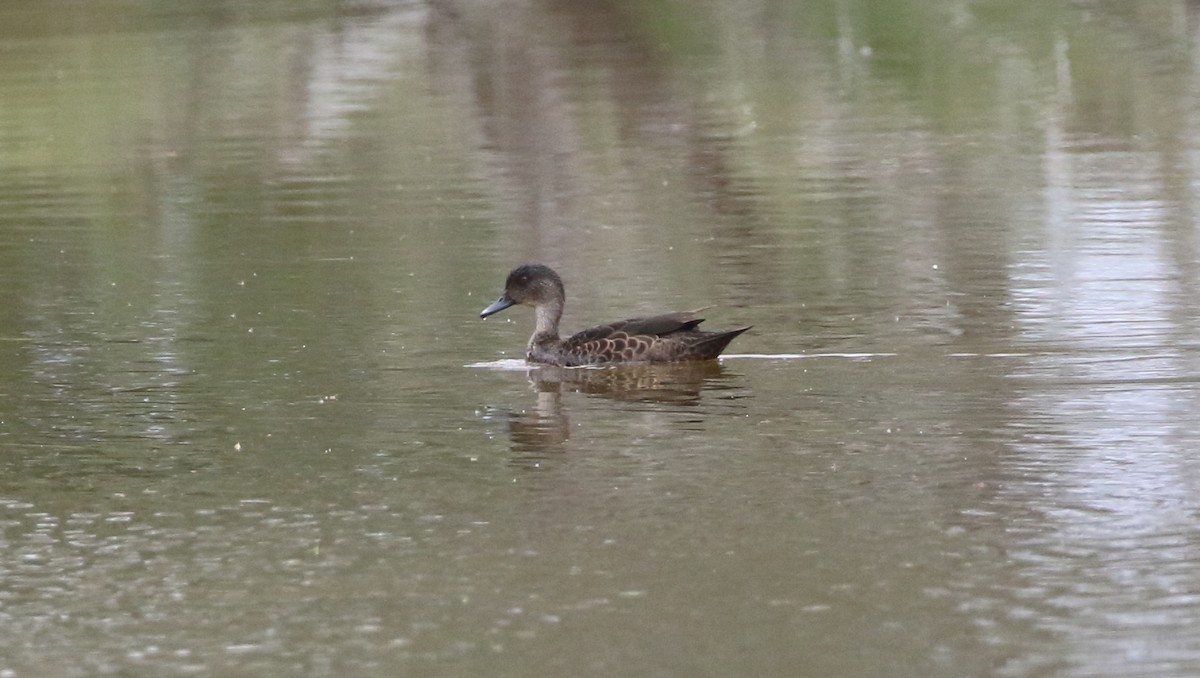 Chestnut Teal - ML152345271