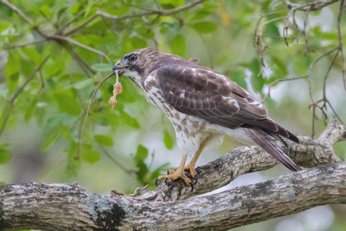 Broad-winged Hawk - ML152346181