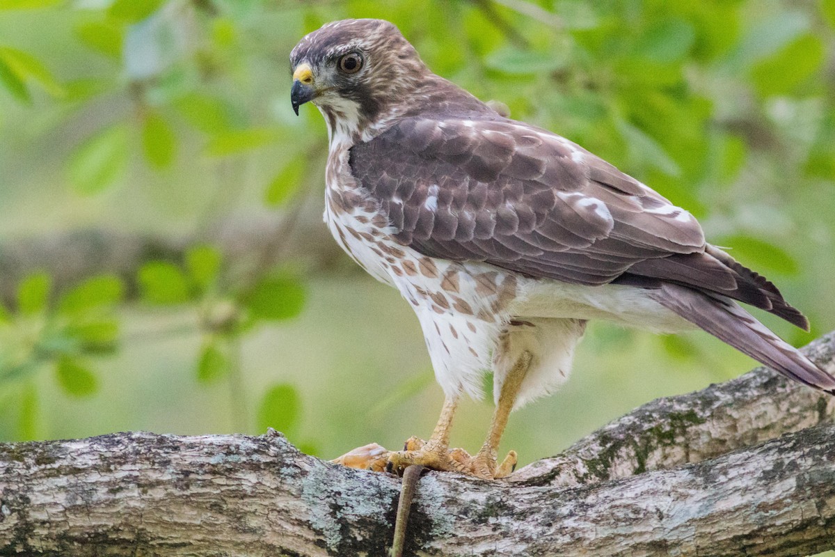 Broad-winged Hawk - ML152346191
