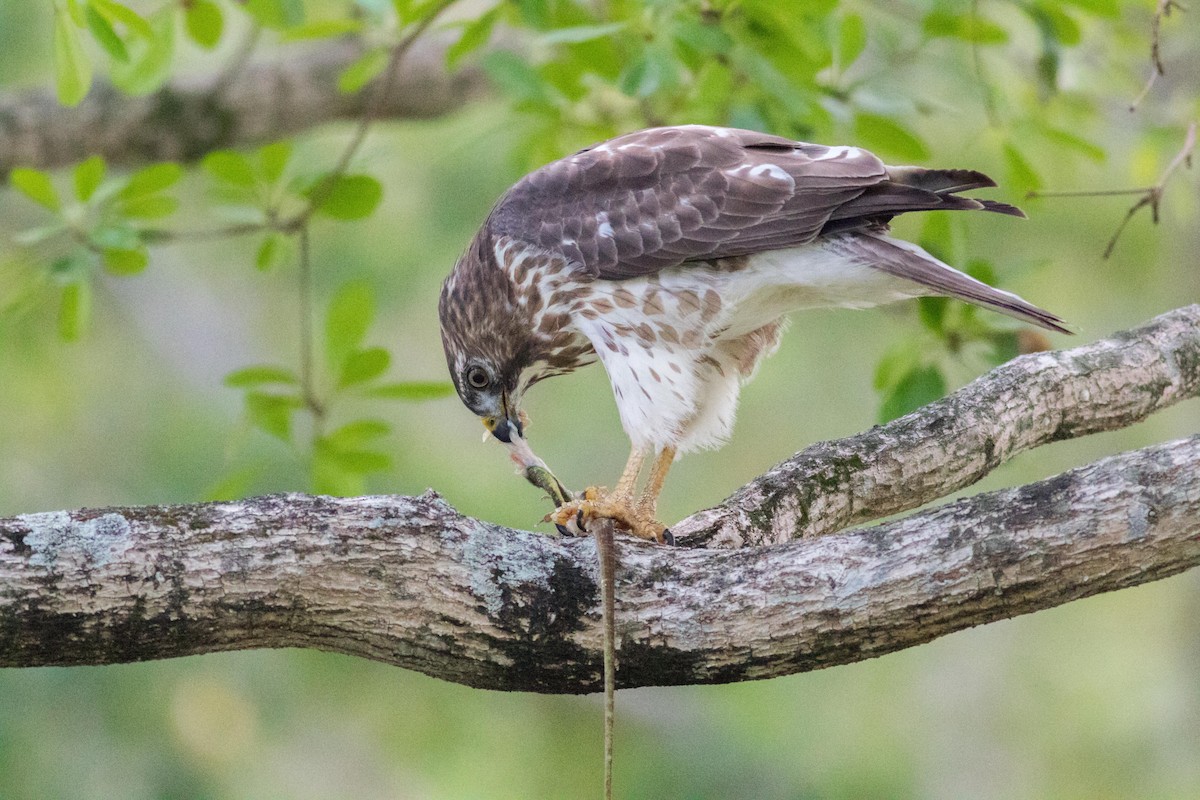 Broad-winged Hawk - ML152346571