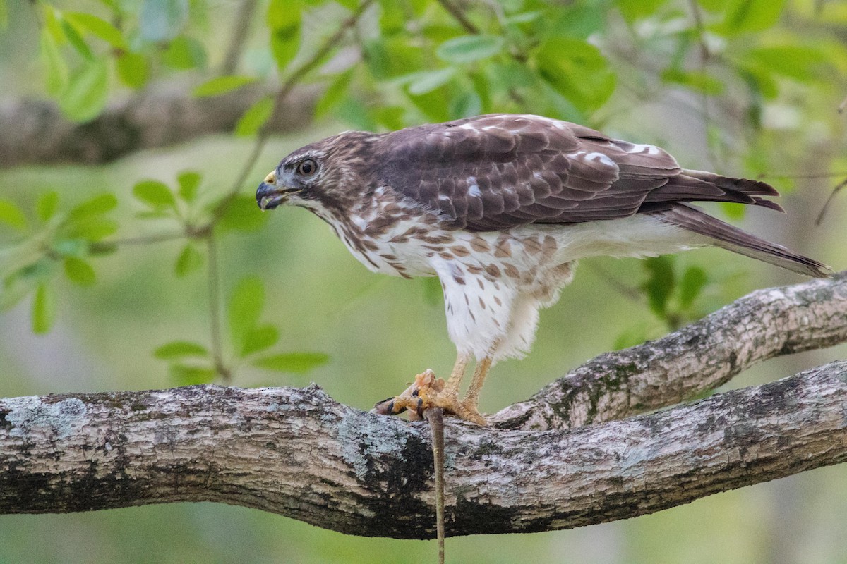 Broad-winged Hawk - ML152346581