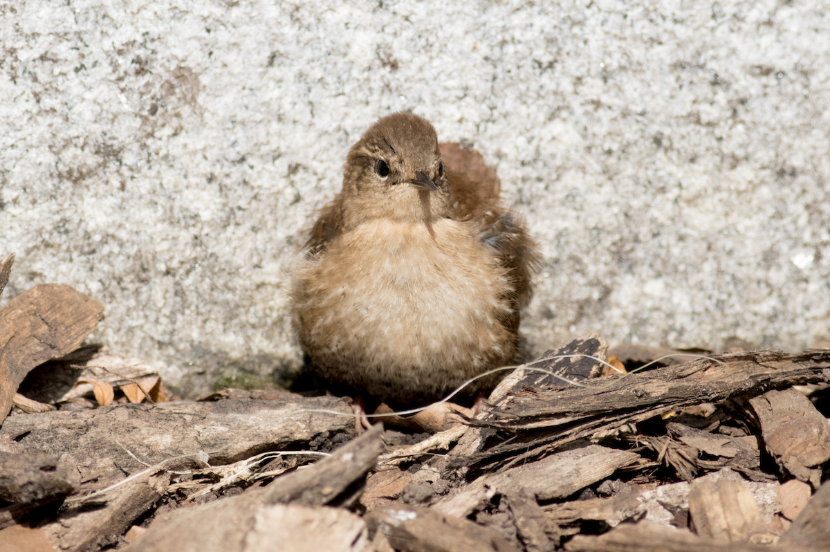 Northern House Wren - ML152346641