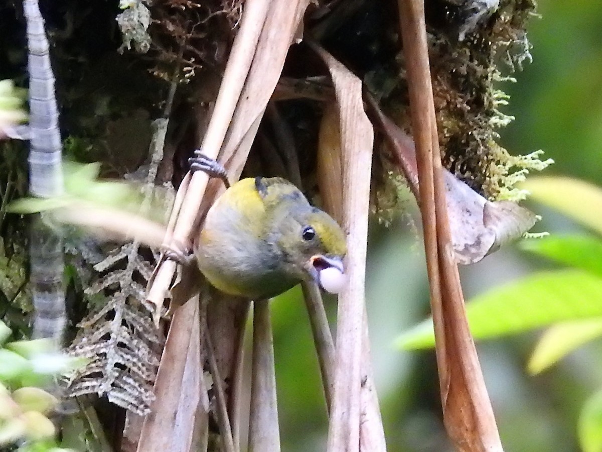 Orange-bellied Euphonia - ML152346831