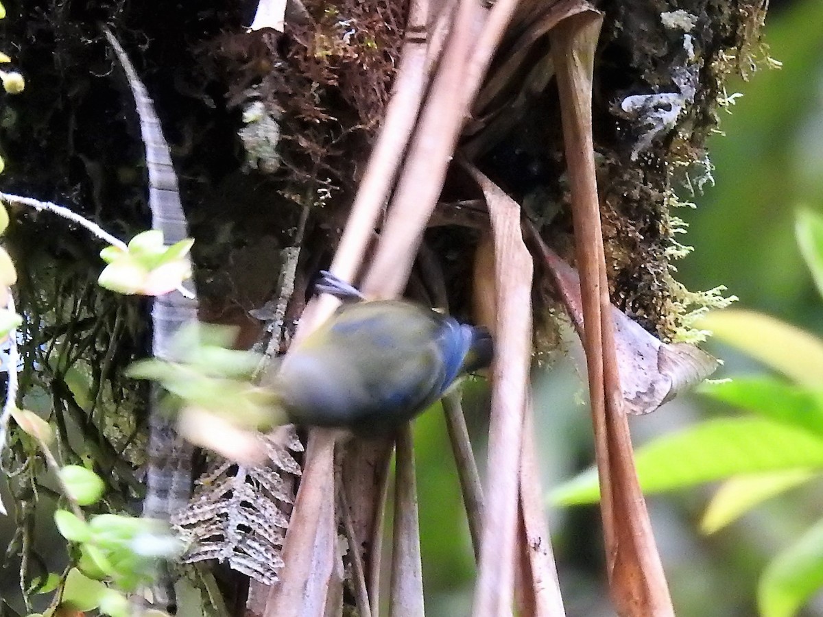 Orange-bellied Euphonia - ML152346851