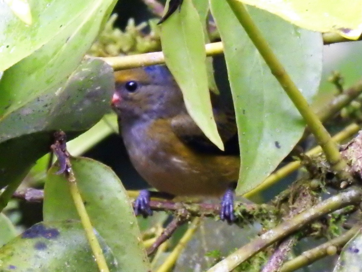 Orange-bellied Euphonia - ML152346911