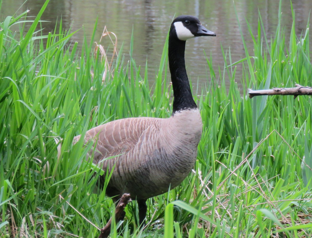 Canada Goose - ML152347021