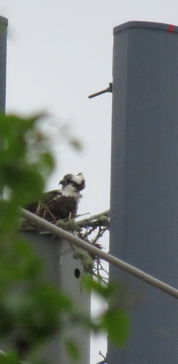 Osprey - ML152347111