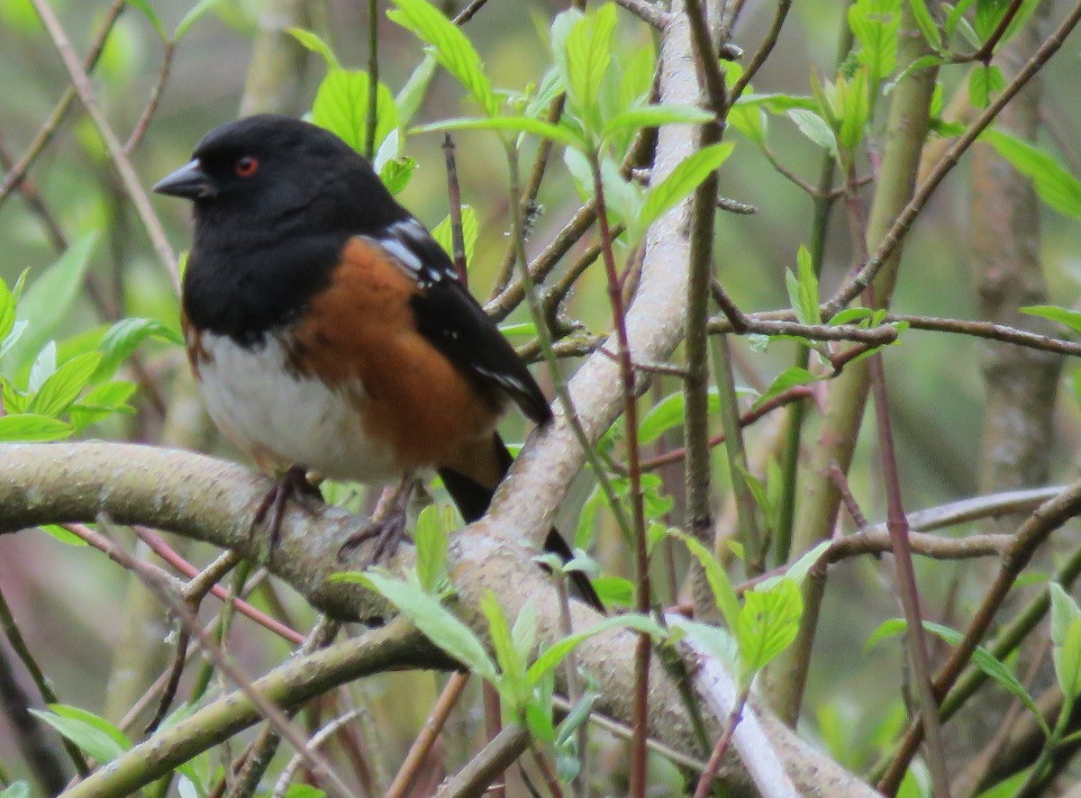 Spotted Towhee - Carolyn Roeber