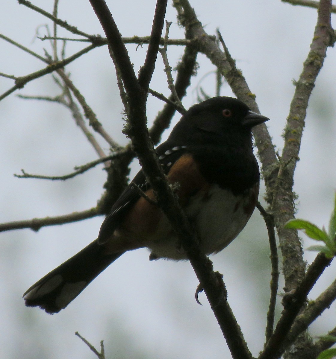 Spotted Towhee - ML152347221
