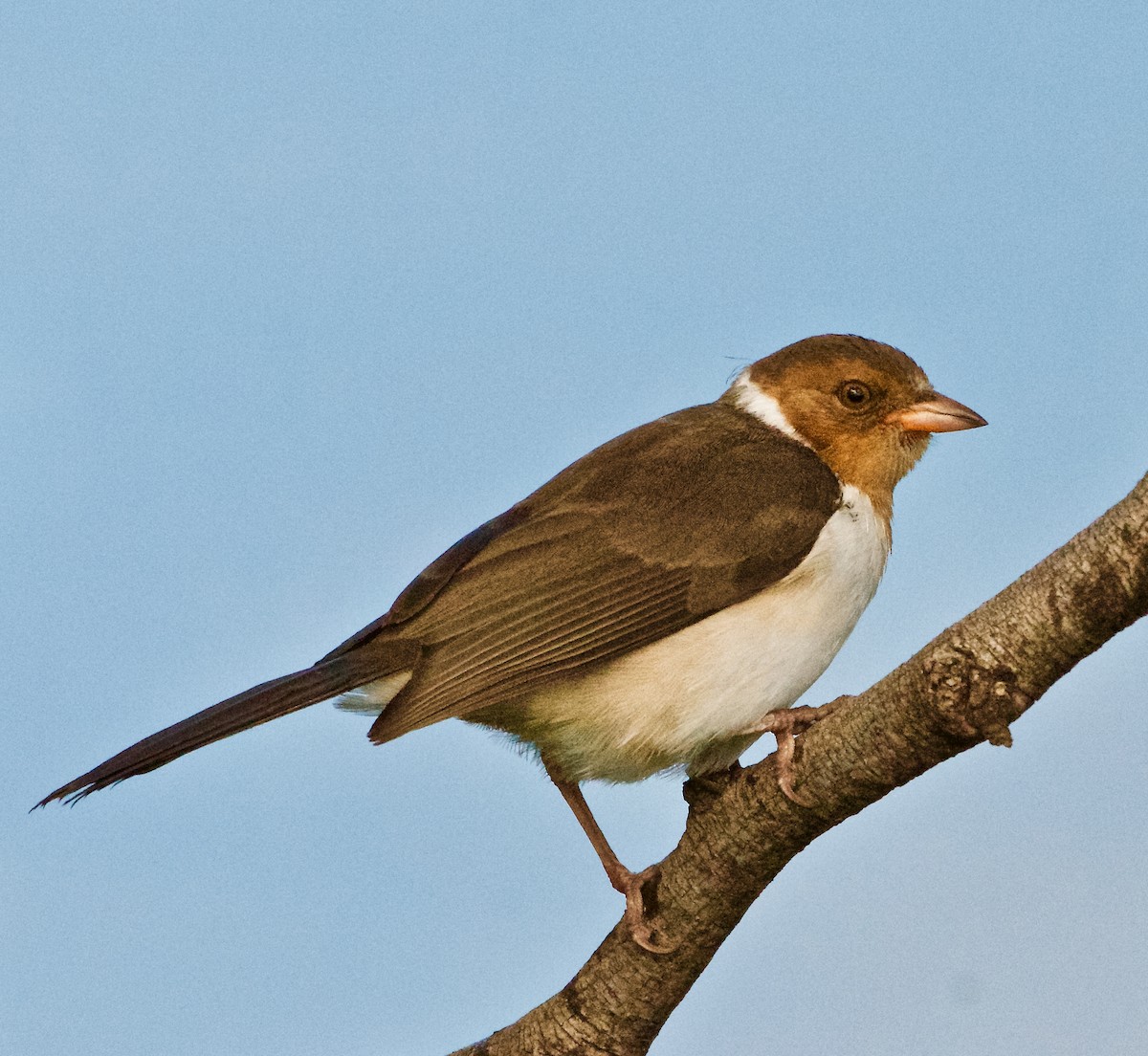 Yellow-billed Cardinal - Bill Brynteson