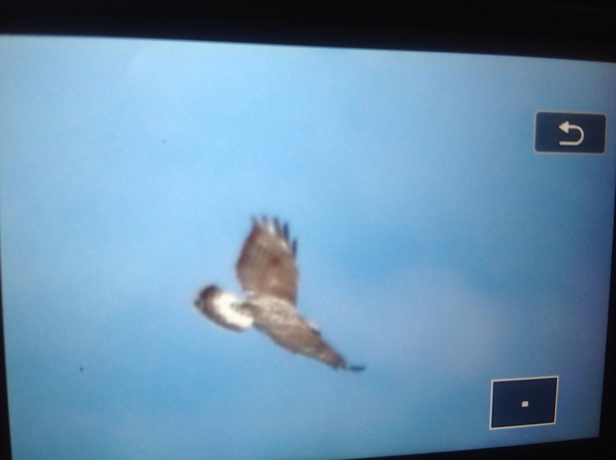 Rough-legged Hawk - ML152348411