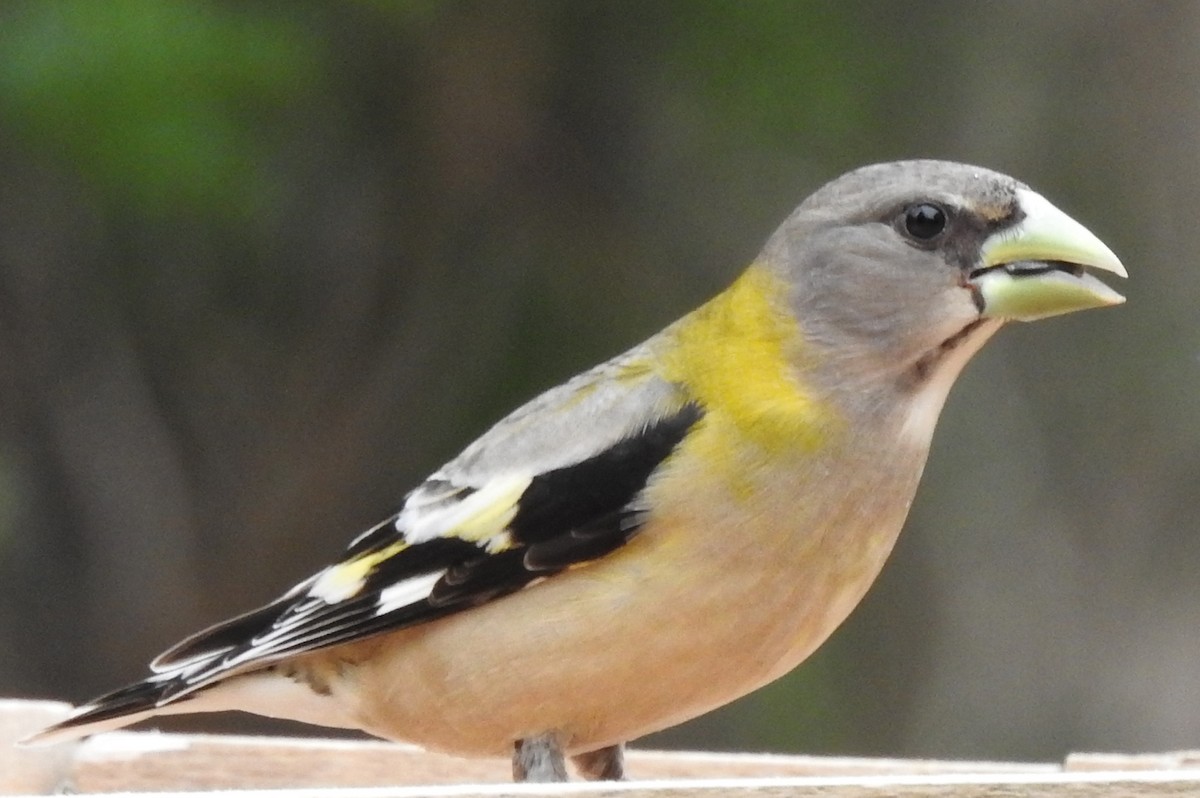 Evening Grosbeak - ML152348871