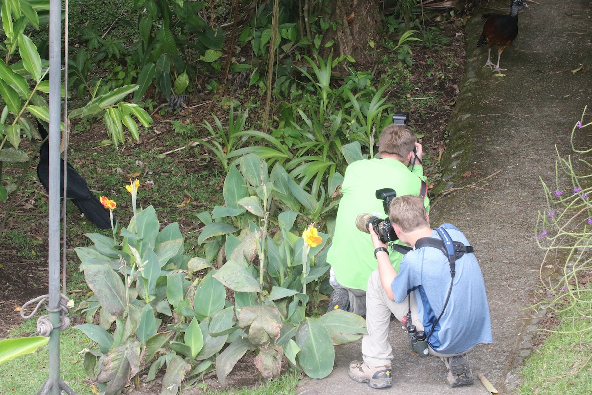 Great Curassow - ML152349351