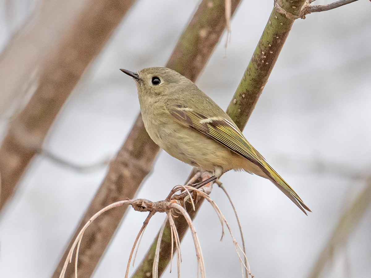 Ruby-crowned Kinglet - ML152349981