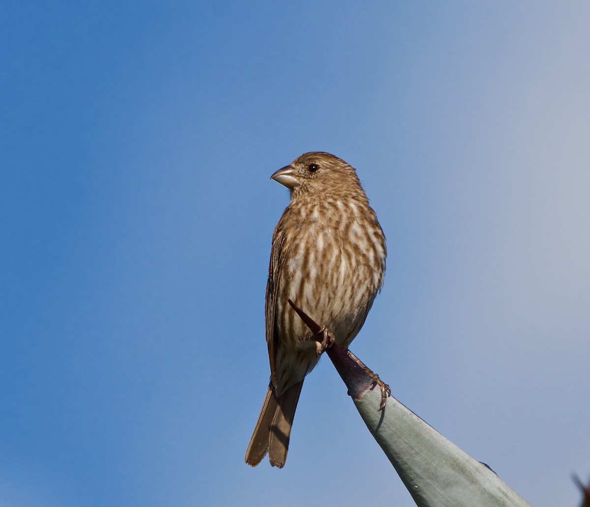 House Finch - Bill Brynteson