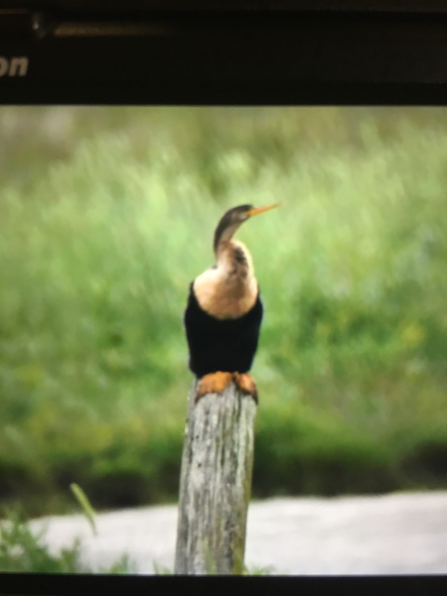 Anhinga d'Amérique - ML152350991