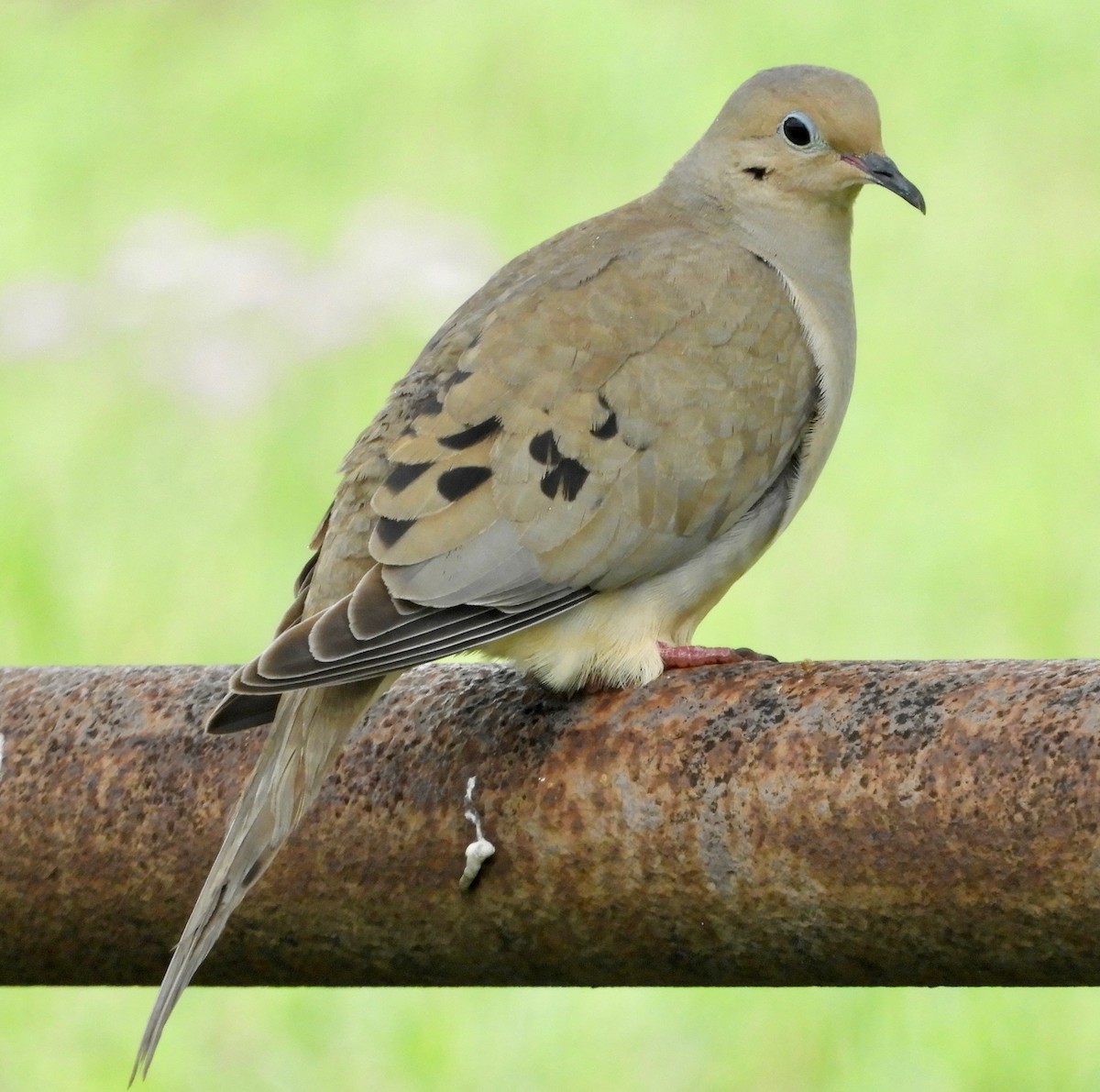 Mourning Dove - ML152352611