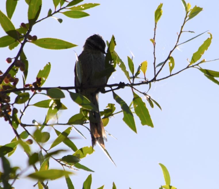 Zimtspiegel-Meisenschlüpfer (aegithaloides) - ML152352861