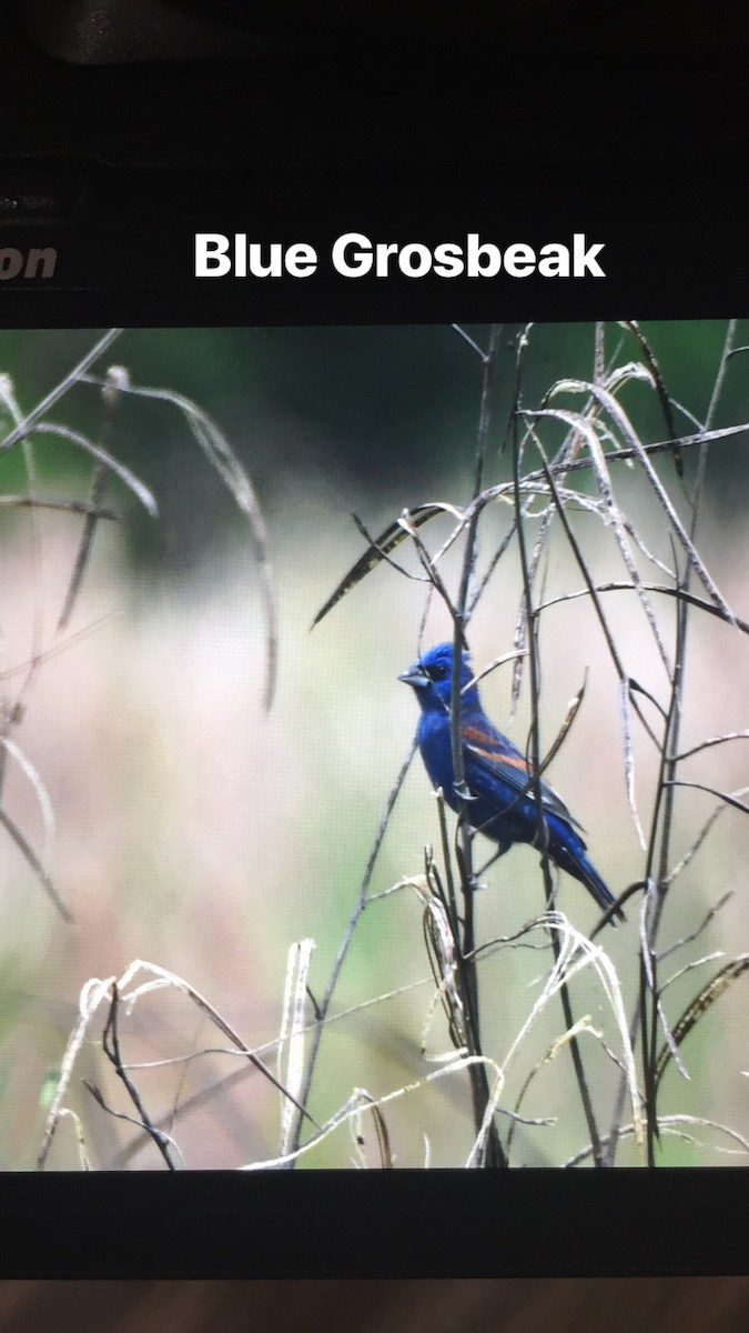 Guiraca bleu - ML152353161