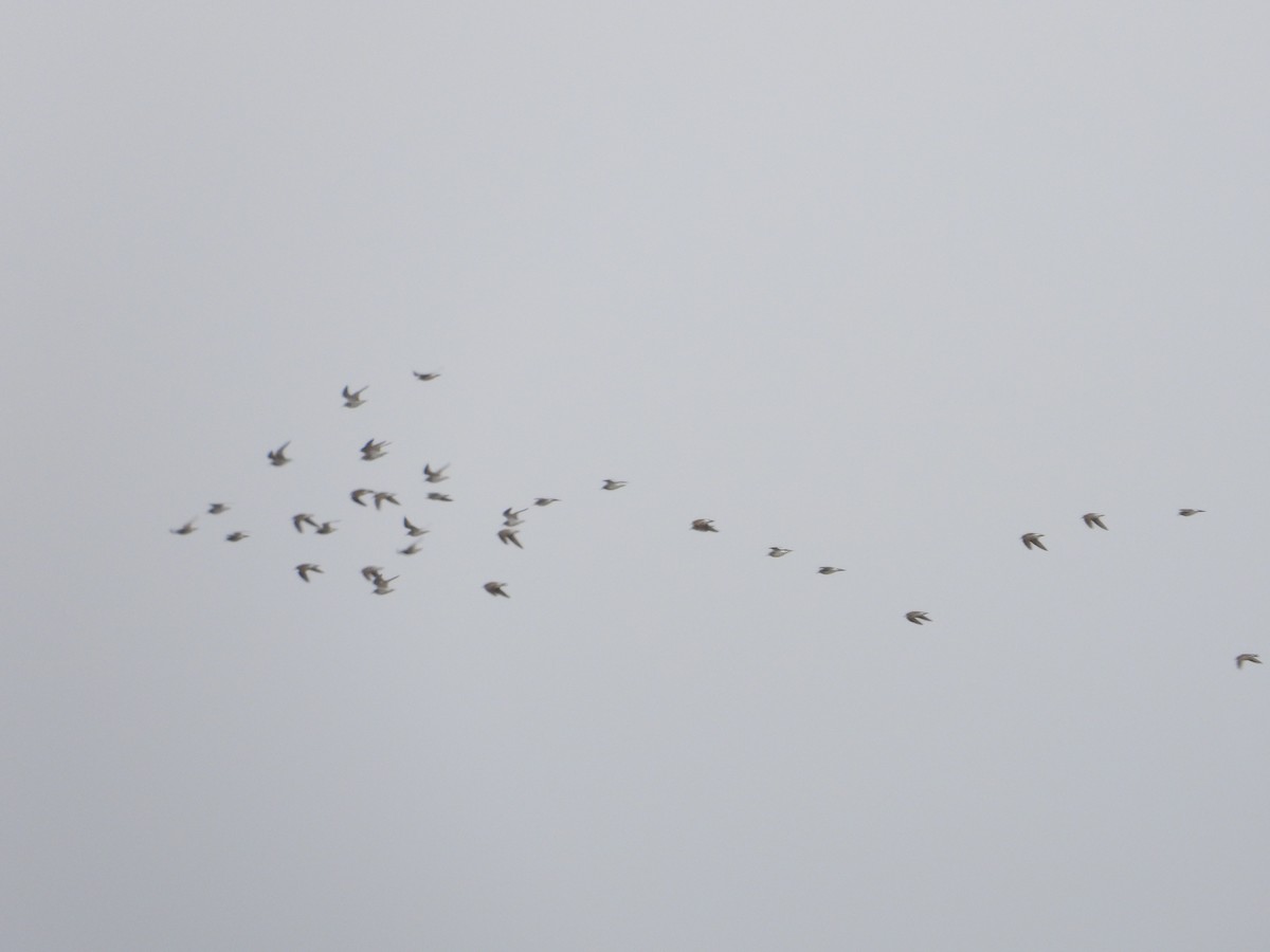 Pectoral Sandpiper - ML152354171